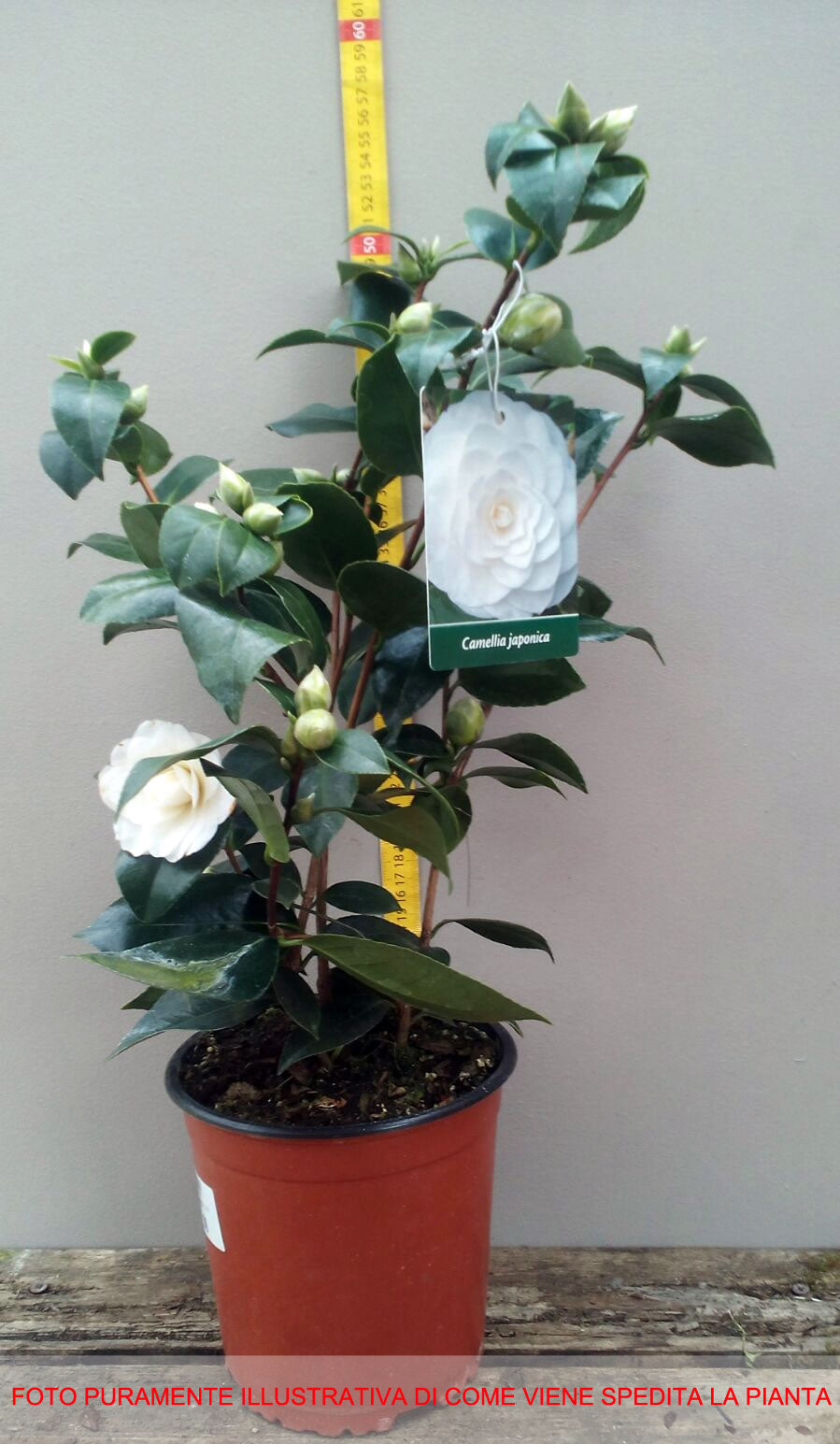 CAMELIA JAPONICA BIANCA VASO 17CM