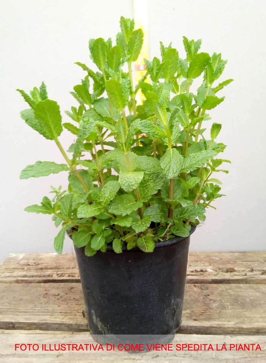 MENTA  PIPERITA IN VASO 14CM