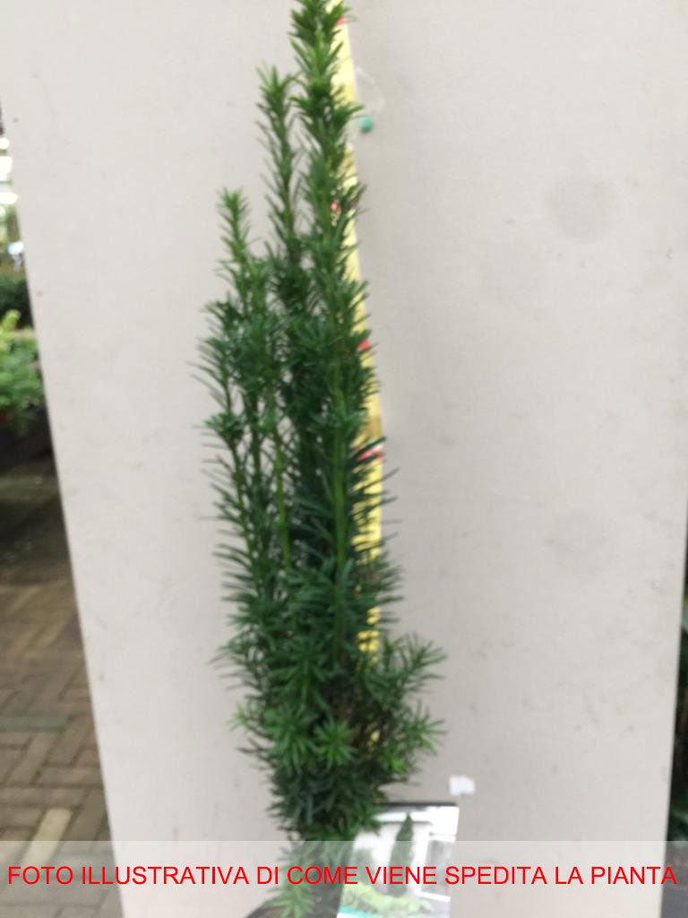 TAXUS BACCATA FASTIGIATA ROBUSTA VASO 19CM