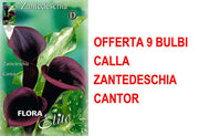 OFFERTA 9 BULBI CALLA ZANTEDESCHIA CANTOR
