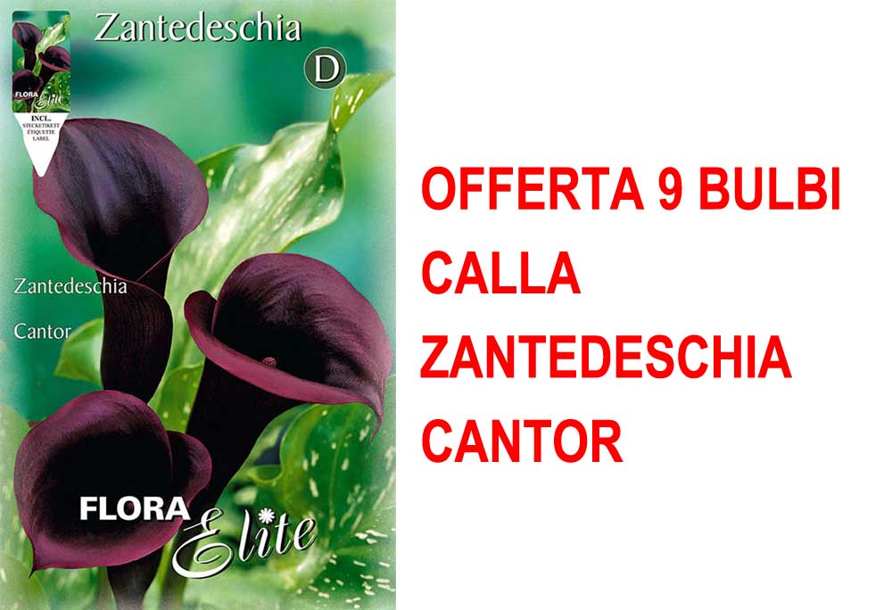 OFFERTA 9 BULBI CALLA ZANTEDESCHIA CANTOR