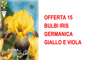 OFFERTA 15 BULBI IRIS GERMANICA GIALLO E VIOLA