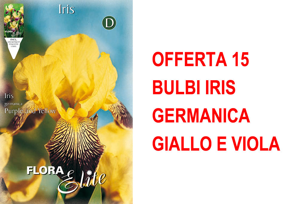 OFFERTA 15 BULBI IRIS GERMANICA GIALLO E VIOLA