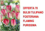 OFFERTA 70 BULBI TULIPANO FOSTERIANA FLAMING PURISSIMA