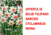 OFFERTA 35 BULBI NARCISO CYCLAMINEUS IWONA
