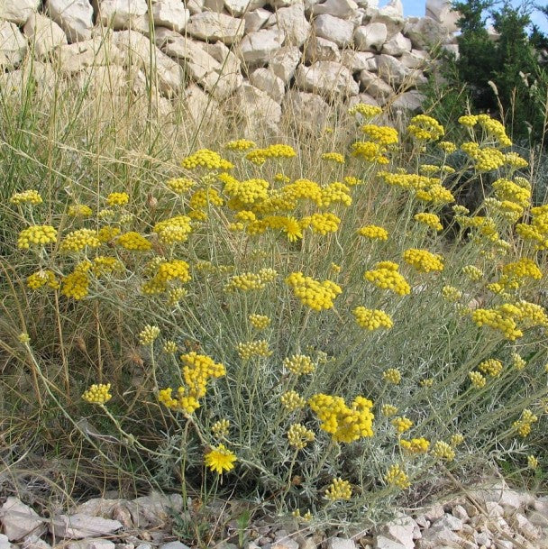 HELICHRYSUM ITALICUM ELICRISO IN VASO 14CM