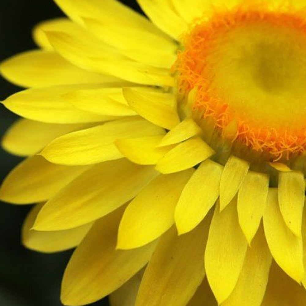 ELICRISO FIORE DI CARTA IN VASO DA 14CM