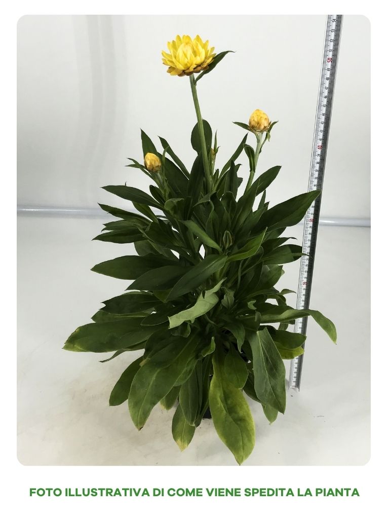 ELICRISO FIORE DI CARTA IN VASO DA 14CM