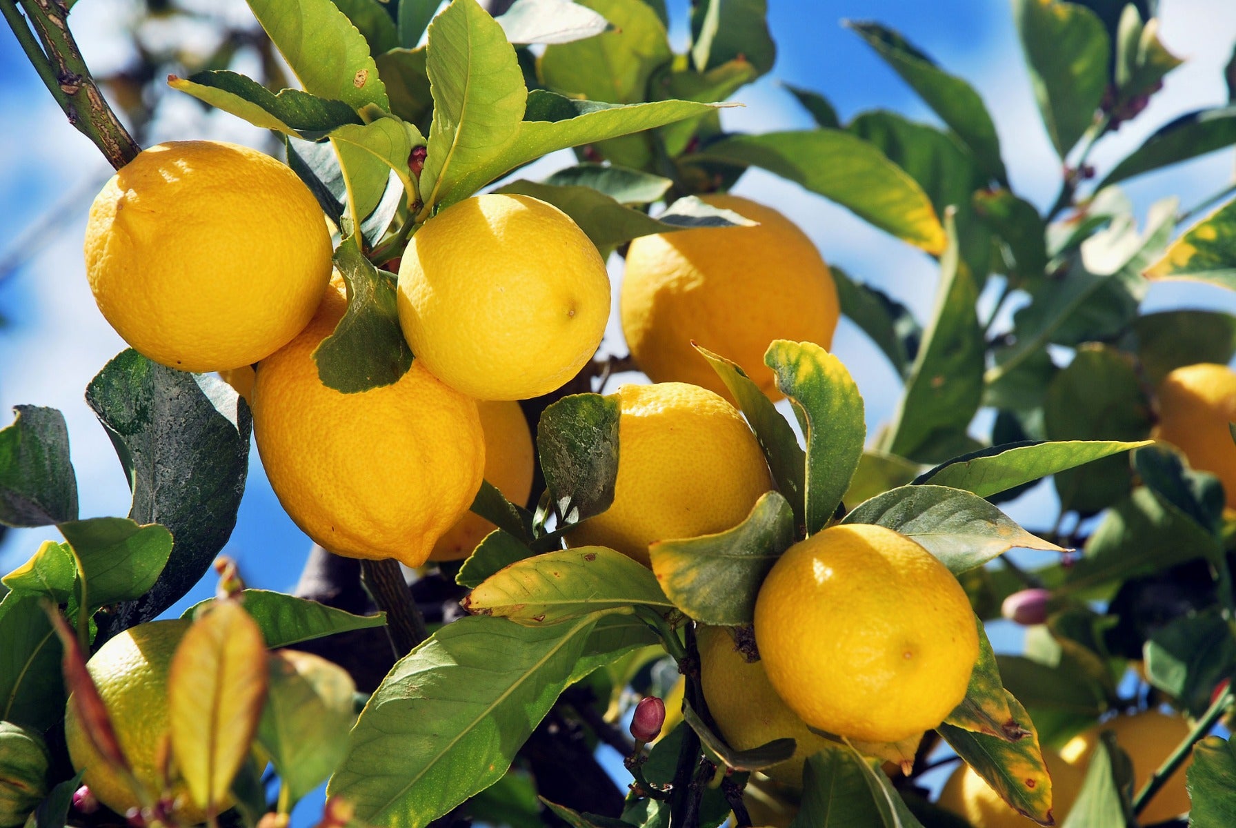 LIMONE CITRUS LIMON IN VASO 20CM