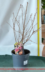 PRUNUS INCISA LOTTE CILIEGIO DA FIORE IN VASO 17CM
