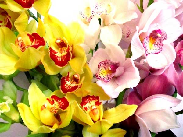 ORCHIDEA CYMBIDIUM VASO 16CM COLORI ASSORTITI