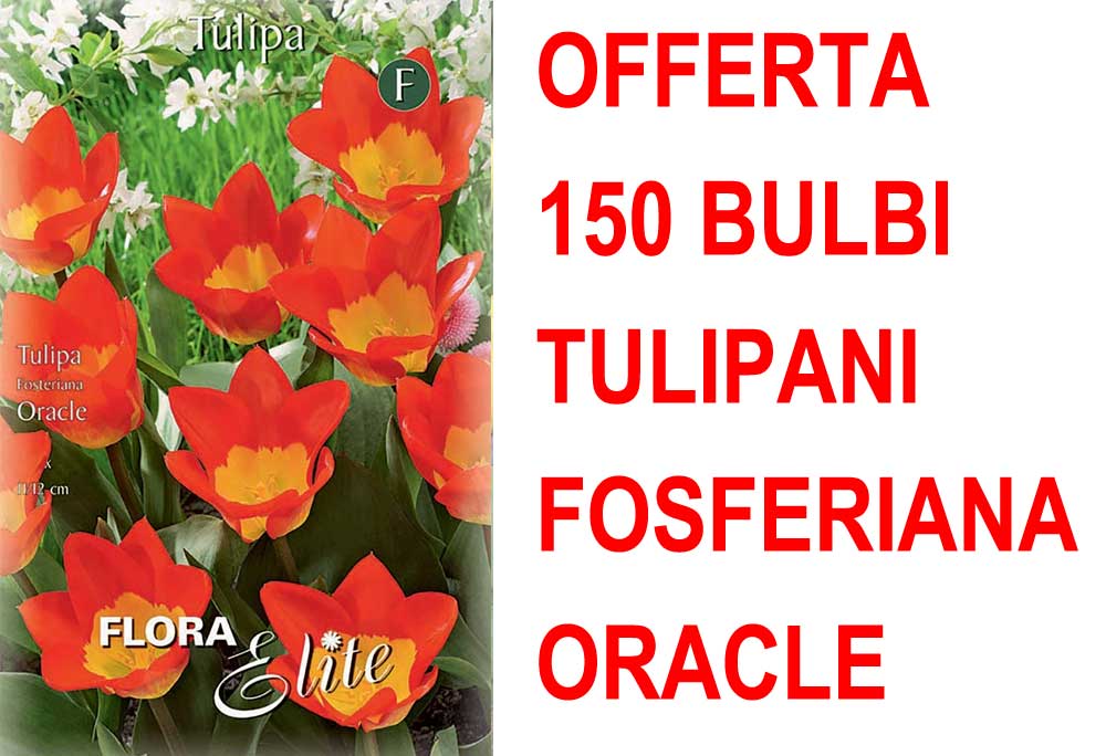 OFFERTA 150 BULBI TULIPANO FOSTERIANA ORACLE