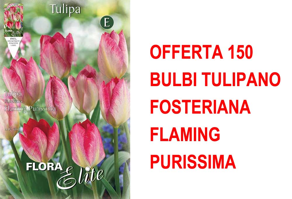 OFFERTA 150 BULBI TULIPANO FOSTERIANA FLAMING PURISSIMA