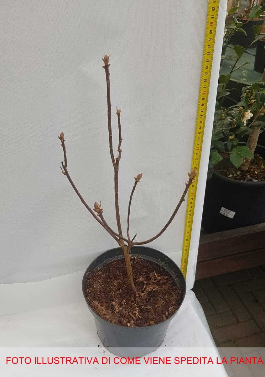 AZALEA MOLLIS HOTSPUR RED VASO 21CM