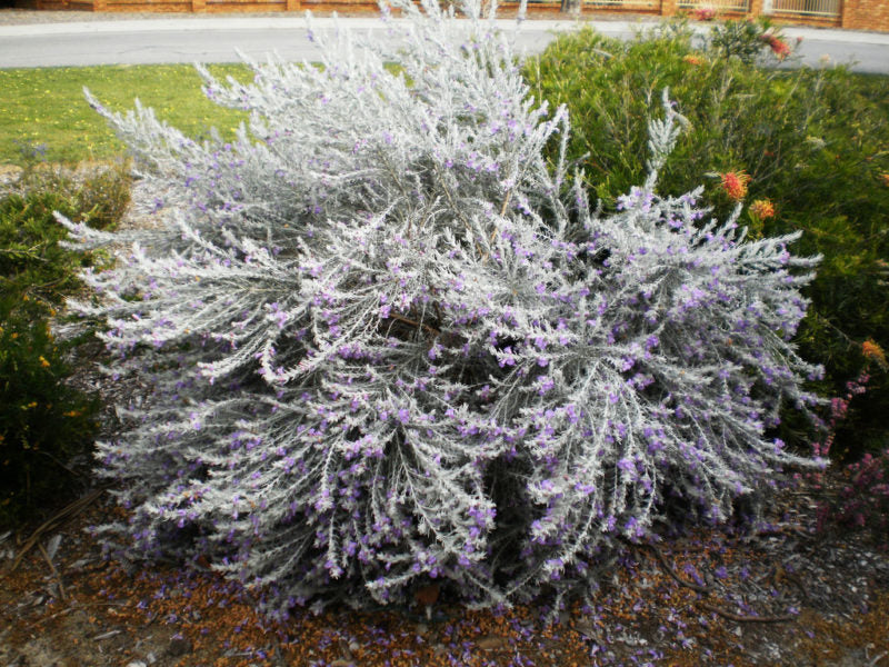 EREMOPHILA NIVEA VASO 16CM