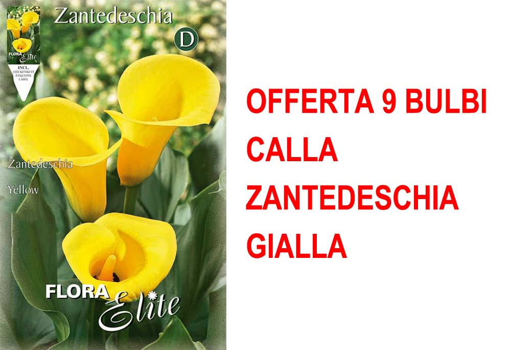OFFERTA 9 BULBI CALLA ZANTEDESCHIA GIALLA