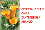 OFFERTA 15 BULBI CALLA ZANTEDESCHIA ARANCIO