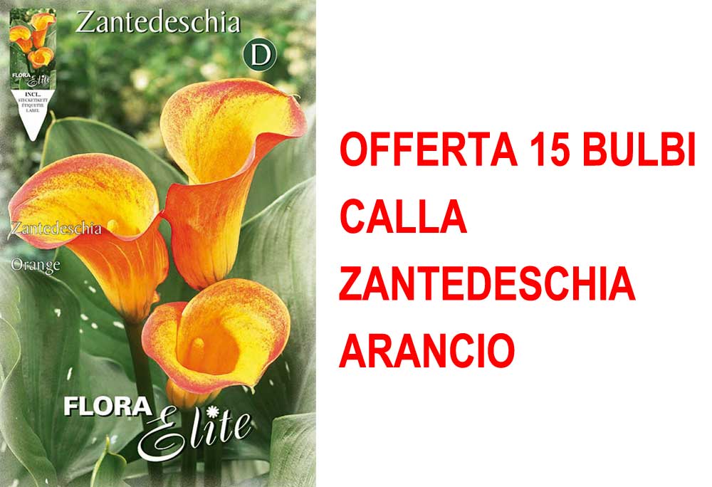 OFFERTA 15 BULBI CALLA ZANTEDESCHIA ARANCIO