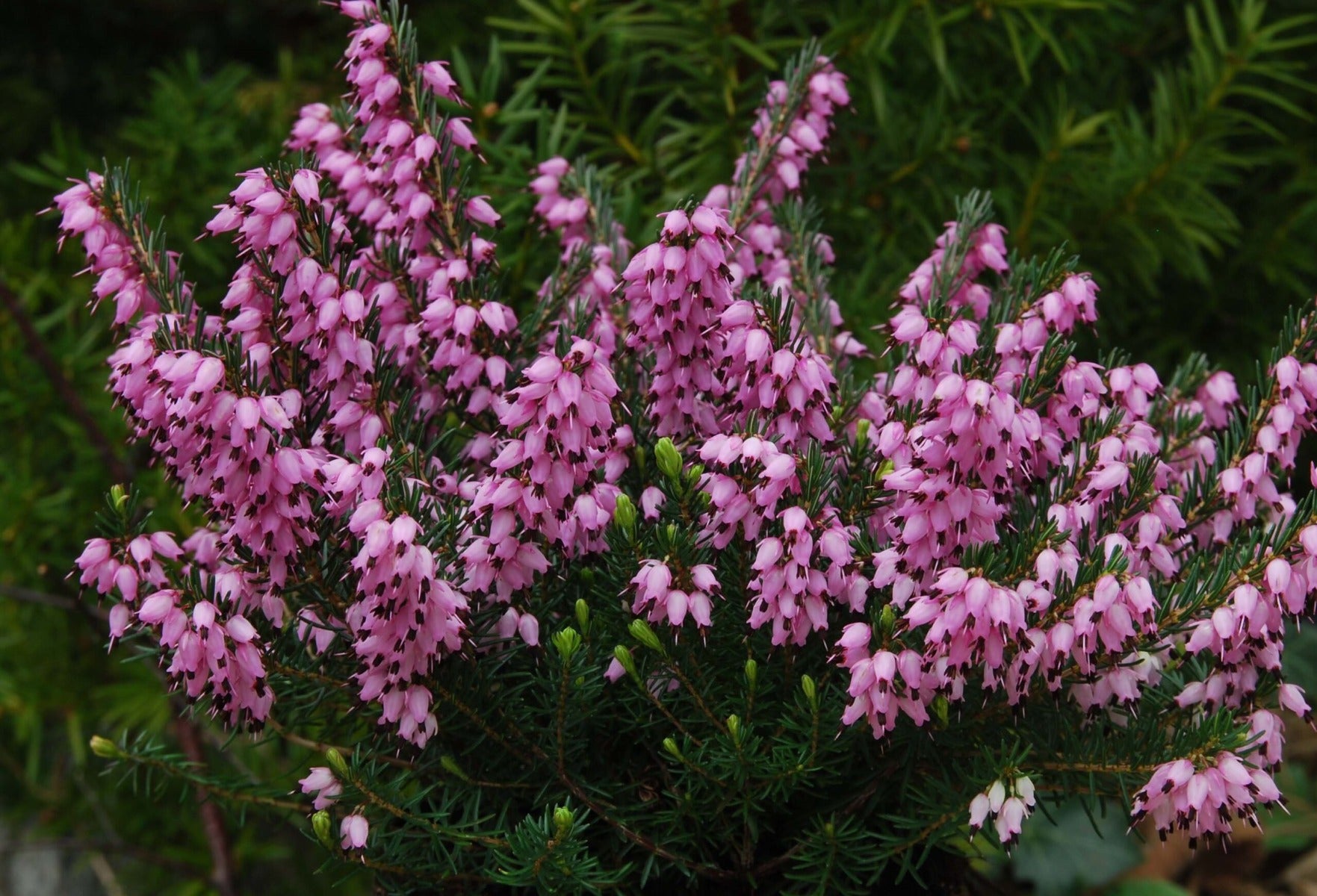 OFFERTA 3 ERICA DARLEYENSIS COLORI ASSORTITI VASO 9CM