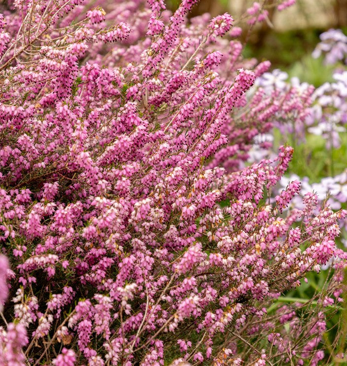 ERICA DARLEYENSIS IN CIOTOLA DA 15CM, COLORI ASSORTITI