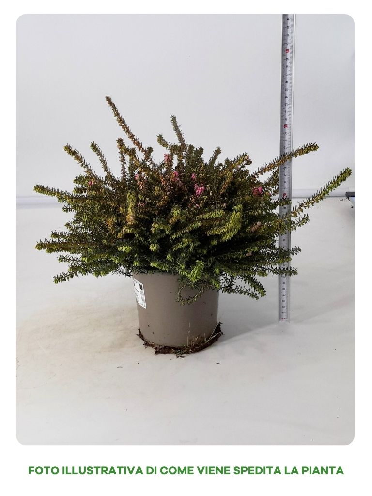 ERICA DARLEYENSIS IN CIOTOLA DA 15CM, COLORI ASSORTITI