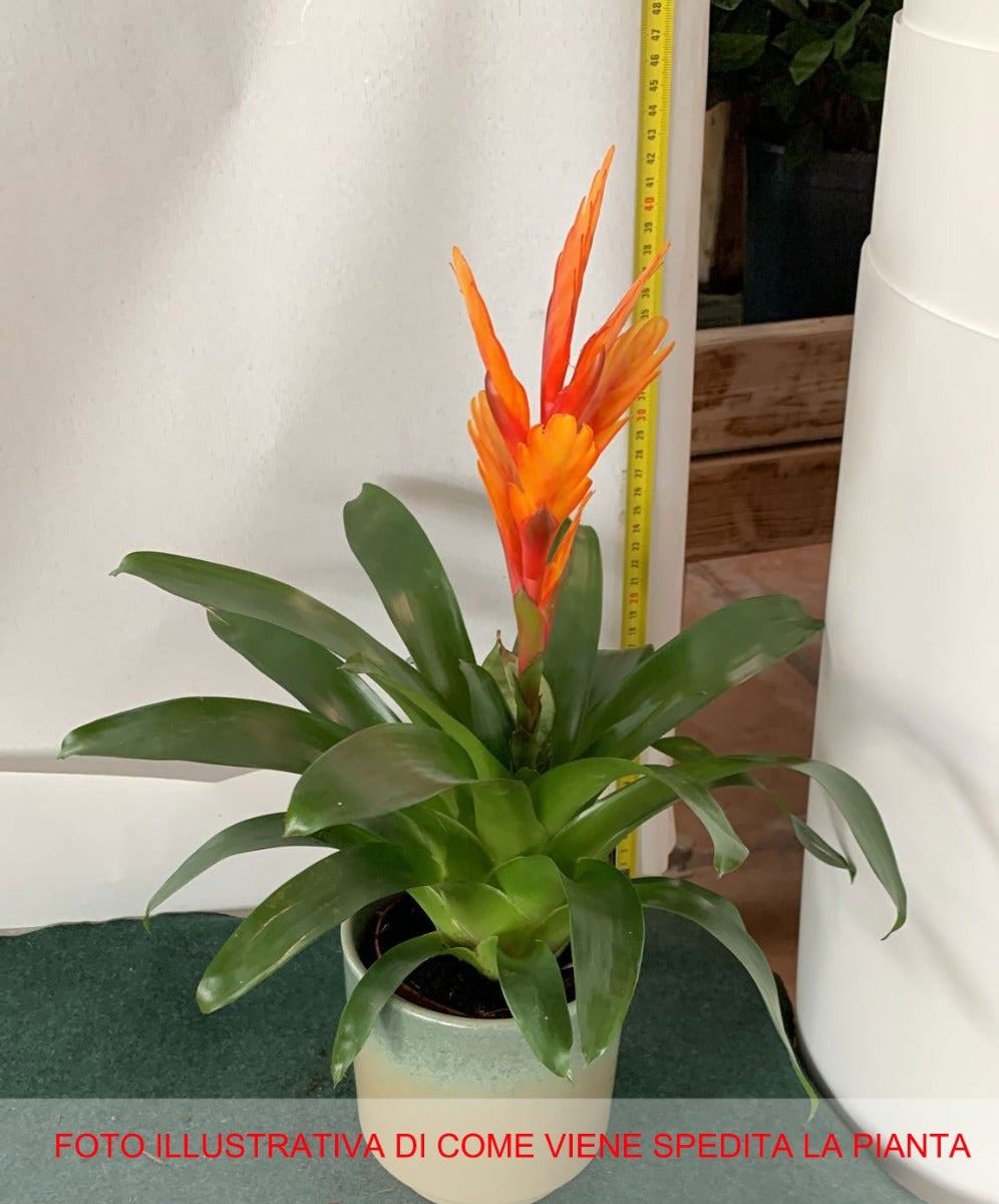 BROMELIA GUZMANIA COLORE ASSORTITO IN VASO CERAMICO 13CM