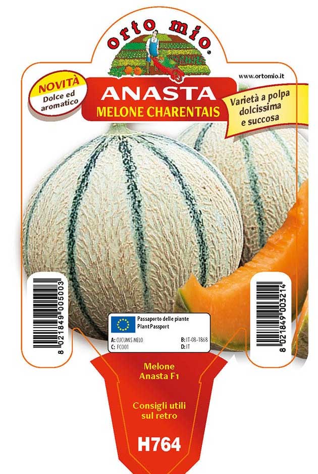 3 PIANTE IN VASO Ø10CM DI MELONE CANTALUPO
