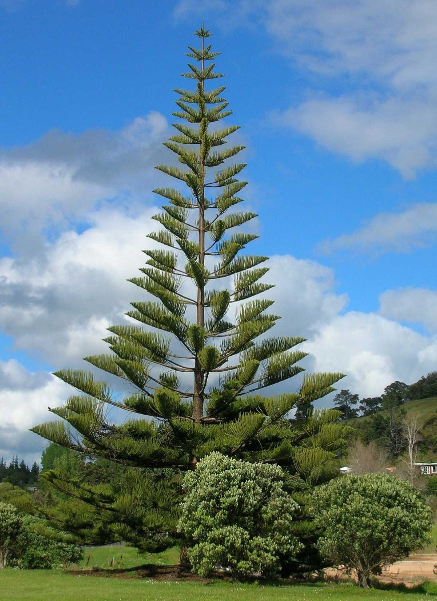 ARAUCARIA HETEROPHYLLA EXCELSA PINO DI NORFOLK VASO 21CM
