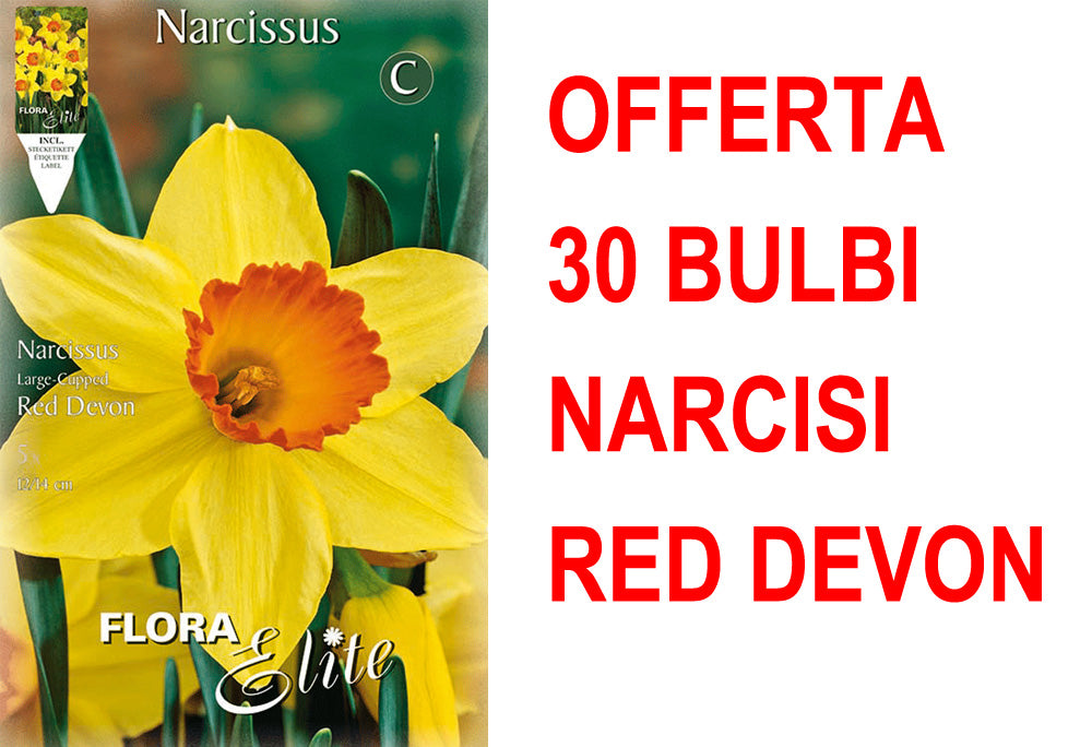 OFFERTA 30 BULBI NARCISO LARGE-CUPPED RED DEVON
