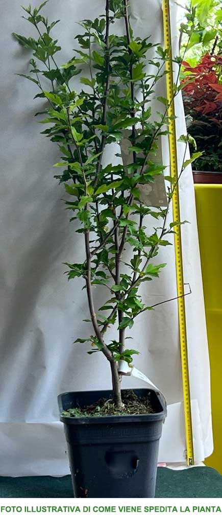 IBISCO SYRIACUS FRENCH POINT IN VASO 23CM