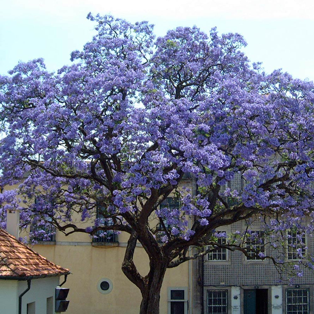 PAULOWNIA TOMENTOSA (1 PIANTA)