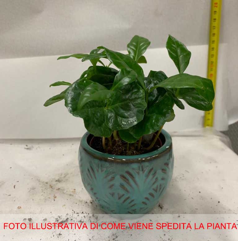 COFFEA ARABICA PIANTA DEL CAFFÈ IN VASO CERAMICO COLORE ASSORTITO 9CM