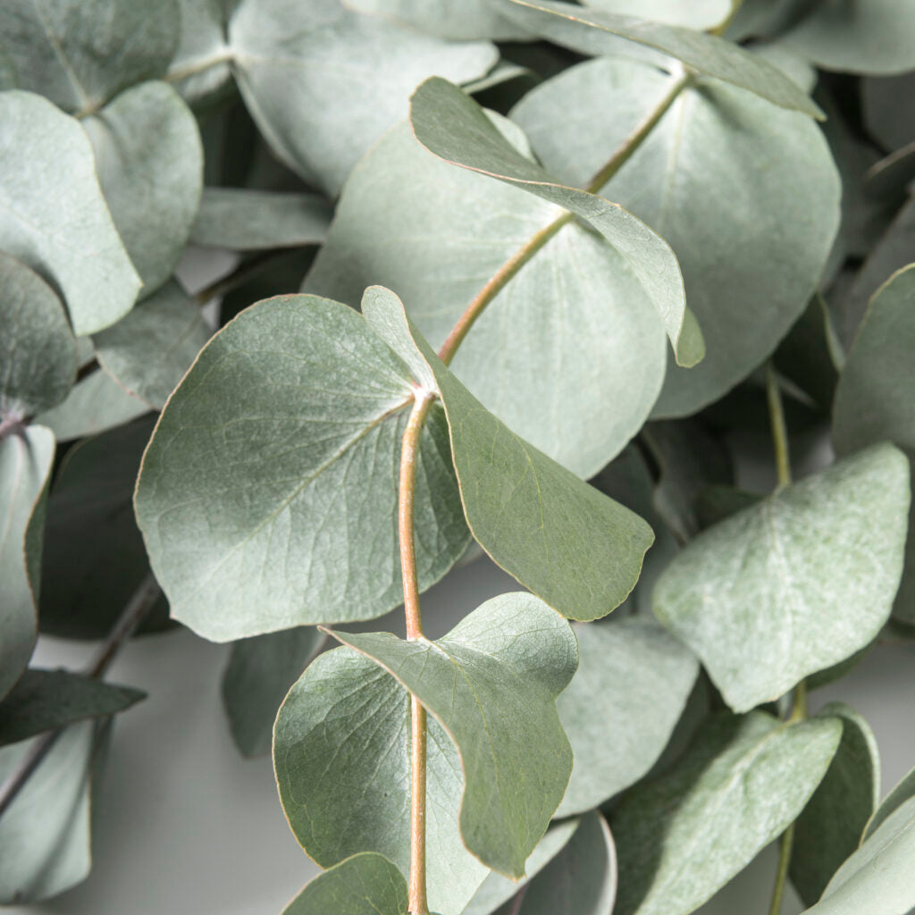 EUCALYPTUS CINEREA CESPUGLIO IN VASO 16CM
