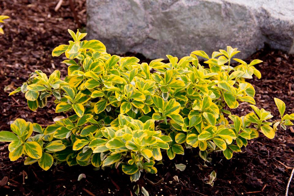 EUONYMUS FORTUNEI EMERALD 'N' GOLD' VASO 15CM