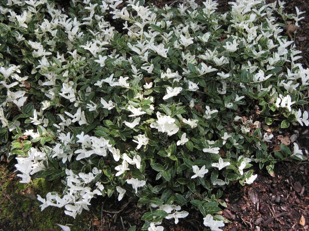 EUONYMUS FORTUNEI HARLEQUIN VASO 17CM