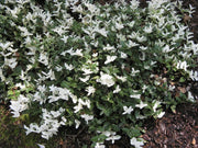 EUONYMUS FORTUNEI HARLEQUIN VASO 17CM