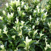 EUONYMUS PALOMA BLANCA VASO 17CM