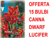 OFFERTA 15 BULBI CANNA DWARF LUCIFER