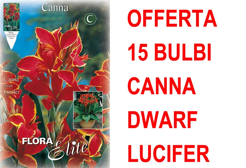OFFERTA 15 BULBI CANNA DWARF LUCIFER