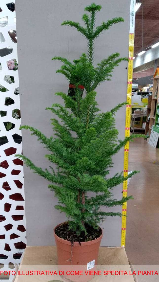 ARAUCARIA HETEROPHYLLA EXCELSA PINO DI NORFOLK VASO 21CM