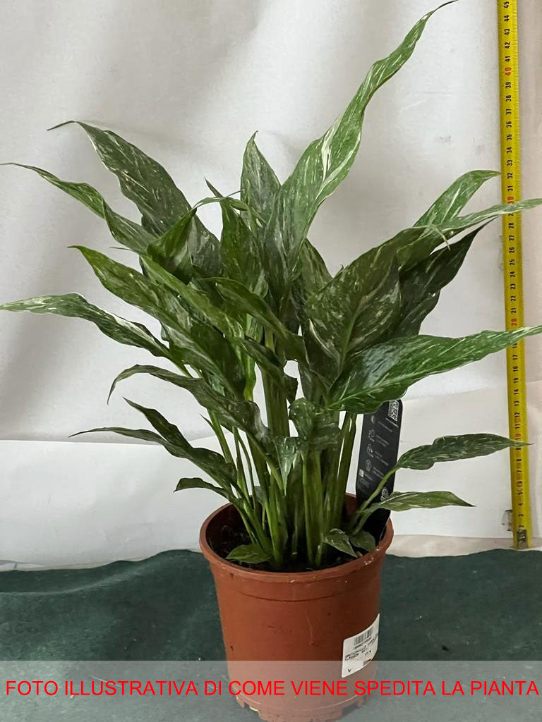 SPATHIPHYLLUM DIAMOND VARIEGATO VASO 14CM