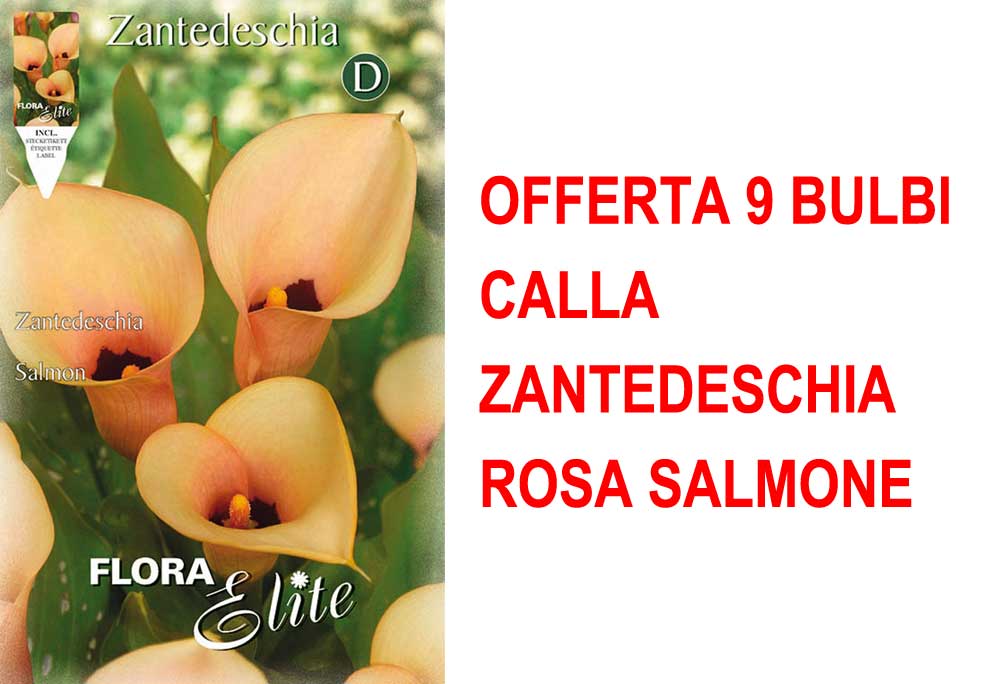 OFFERTA 9 BULBI CALLA ZANTEDESCHIA ROSA SALMONE