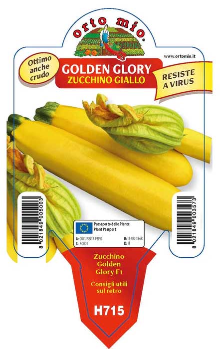 3 PIANTE IN VASO Ø10CM DI ZUCCHINO GIALLO