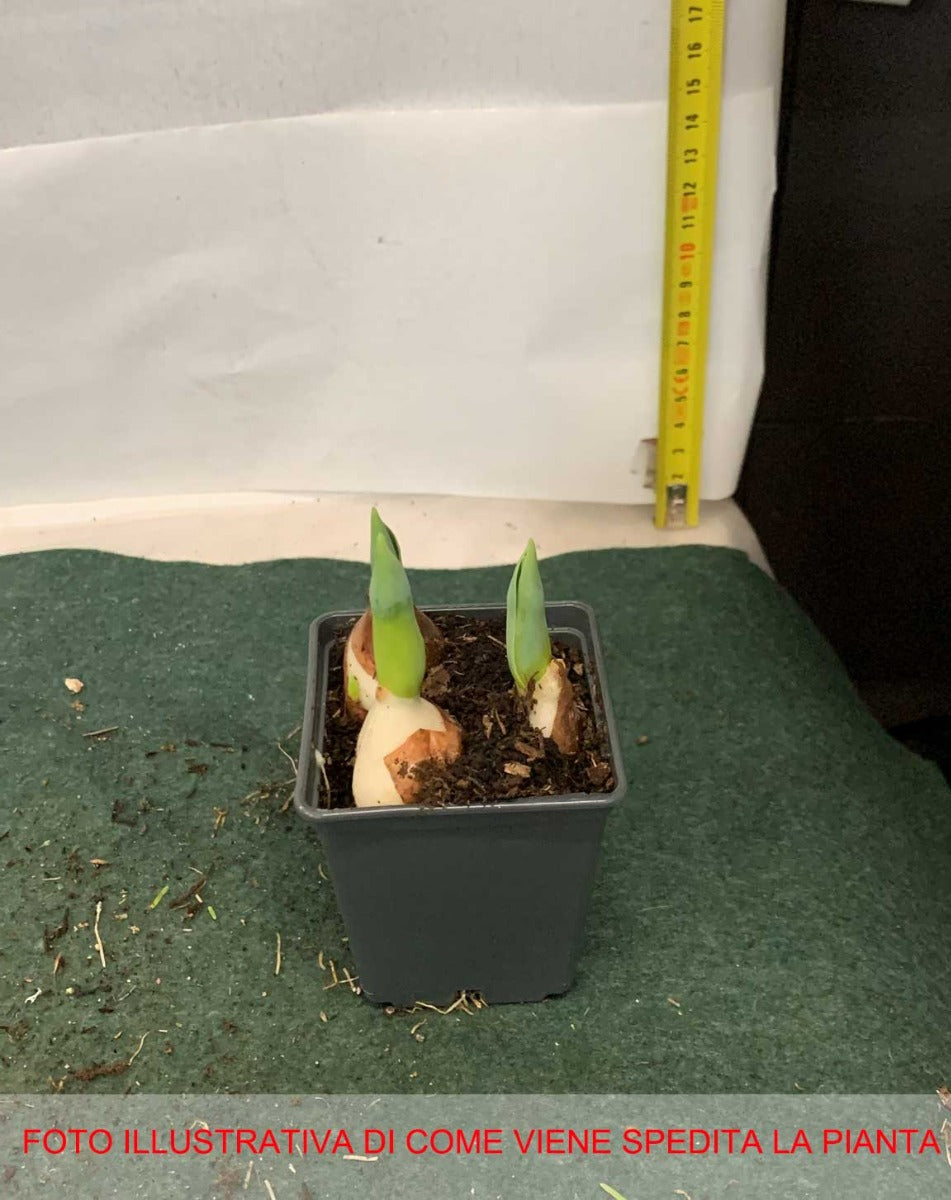 TULIPANI MINI VASO 9CM COLORI ASSORTITI