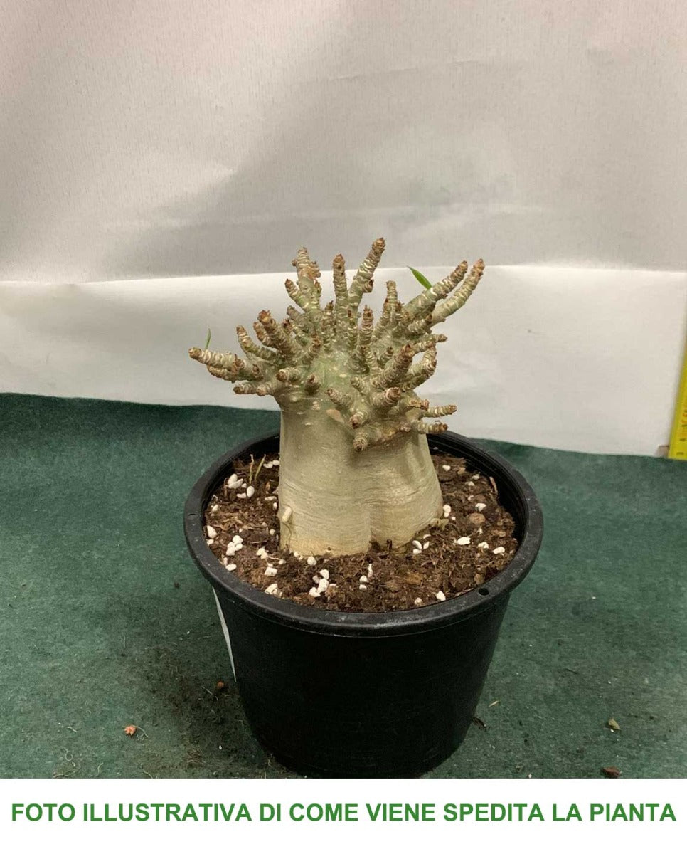 Adenium Baobab 15cm Topf – Peragashop