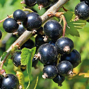 RIBES NERO VASO 12CM