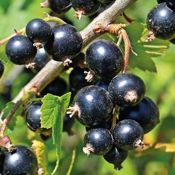 RIBES NERO VASO 18CM