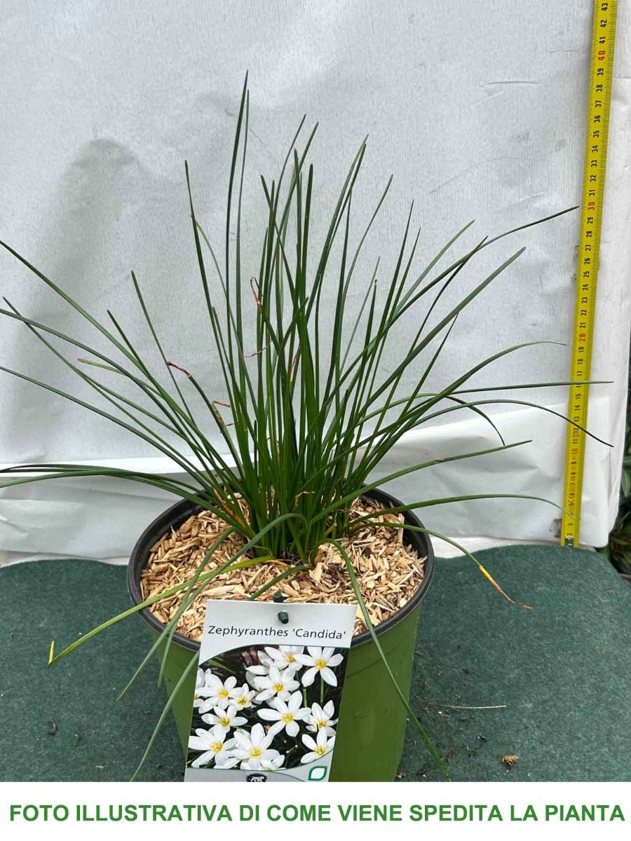 ZEPHYRANTHES CANDIDA IN VASO 17CM