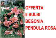 OFFERTA 9 BULBI BEGONIA PENDULA ROSA