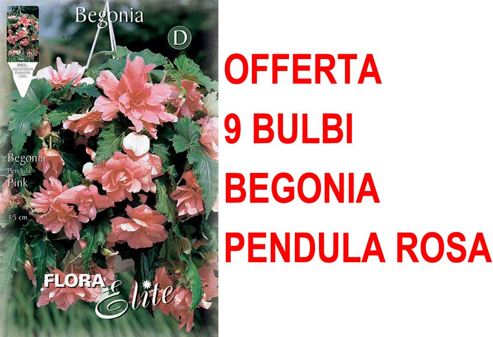 OFFERTA 9 BULBI BEGONIA PENDULA ROSA